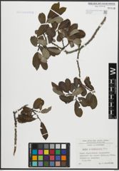 Foto von Salix appendiculata Vill.